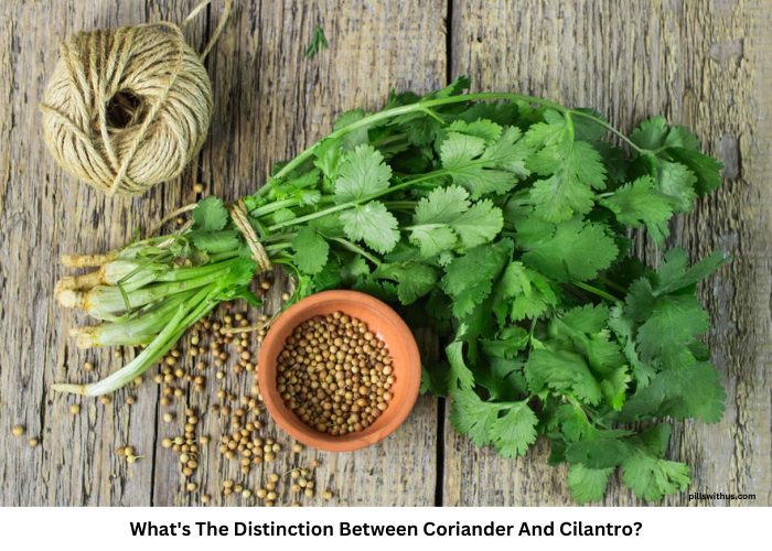 What’s The Distinction Between Coriander And Cilantro?